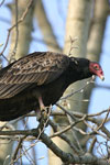 Turkey Vulture