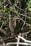 Virginia Rail