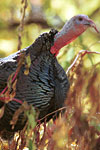 Wild Turkey