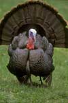 Wild Turkey