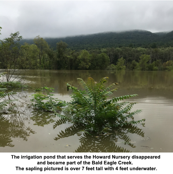 Image of sapling underwater at Howard Nursery in 2018